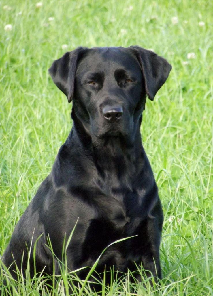 Labrador retriever Kiblans Jessie billede 10