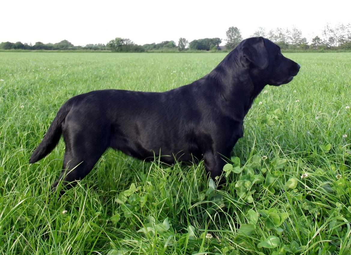 Labrador retriever Kiblans Jessie billede 11