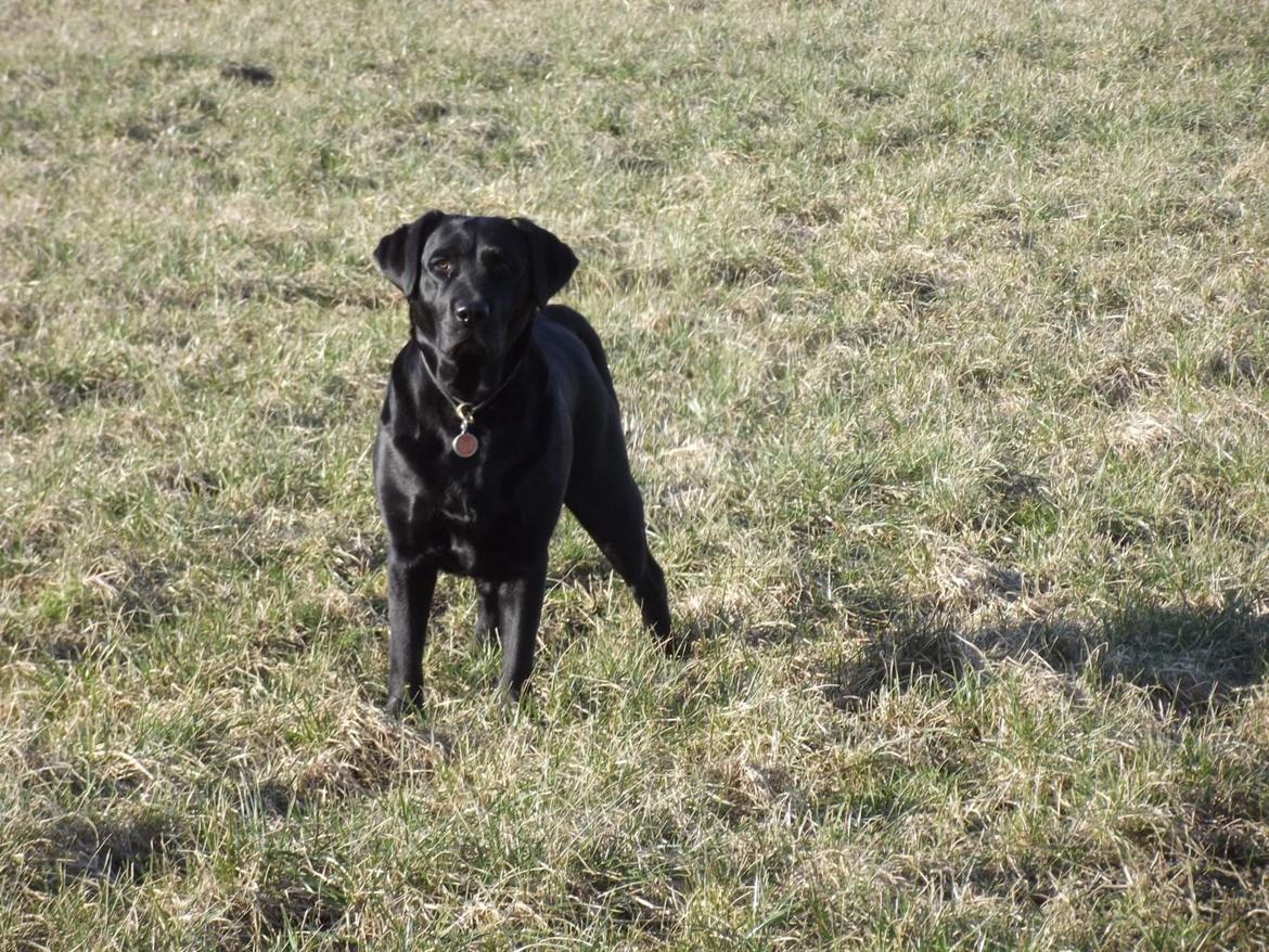 Labrador retriever Kiblans Jessie billede 12