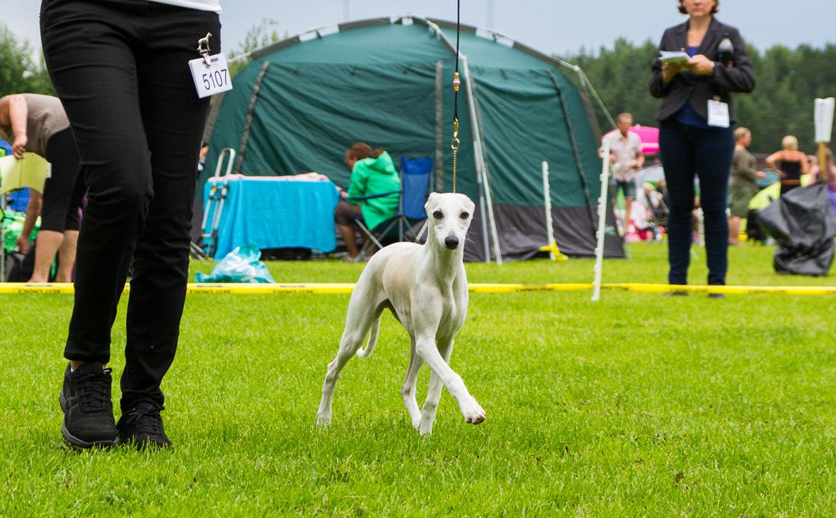 Whippet Kiwi - Juli 2013 billede 35