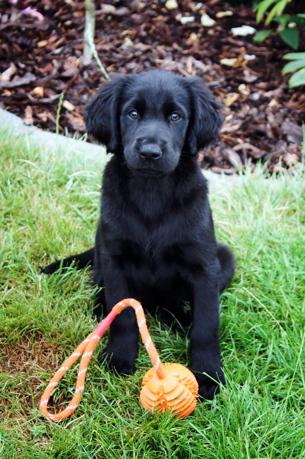 Blanding af racer Sia billede 17