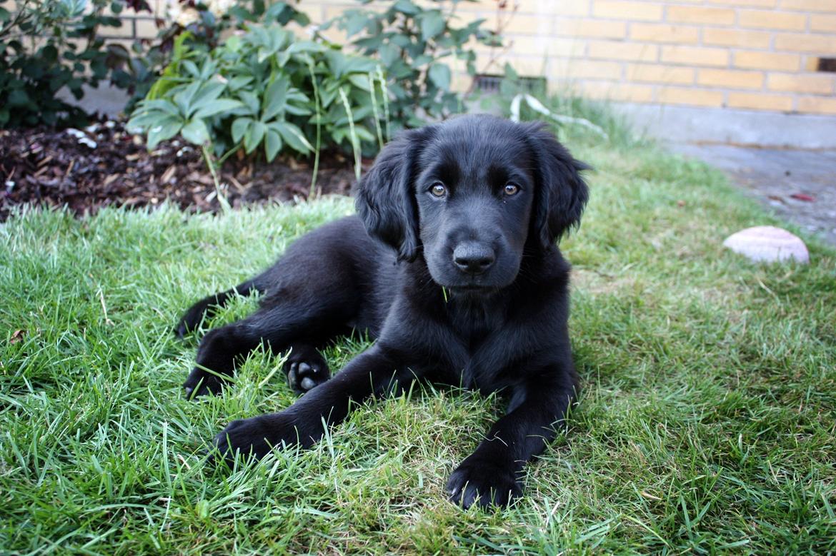 Blanding af racer Sia billede 18