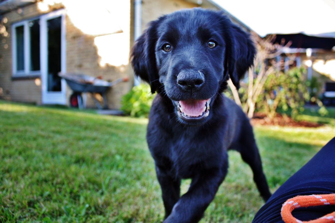 Blanding af racer Sia billede 10