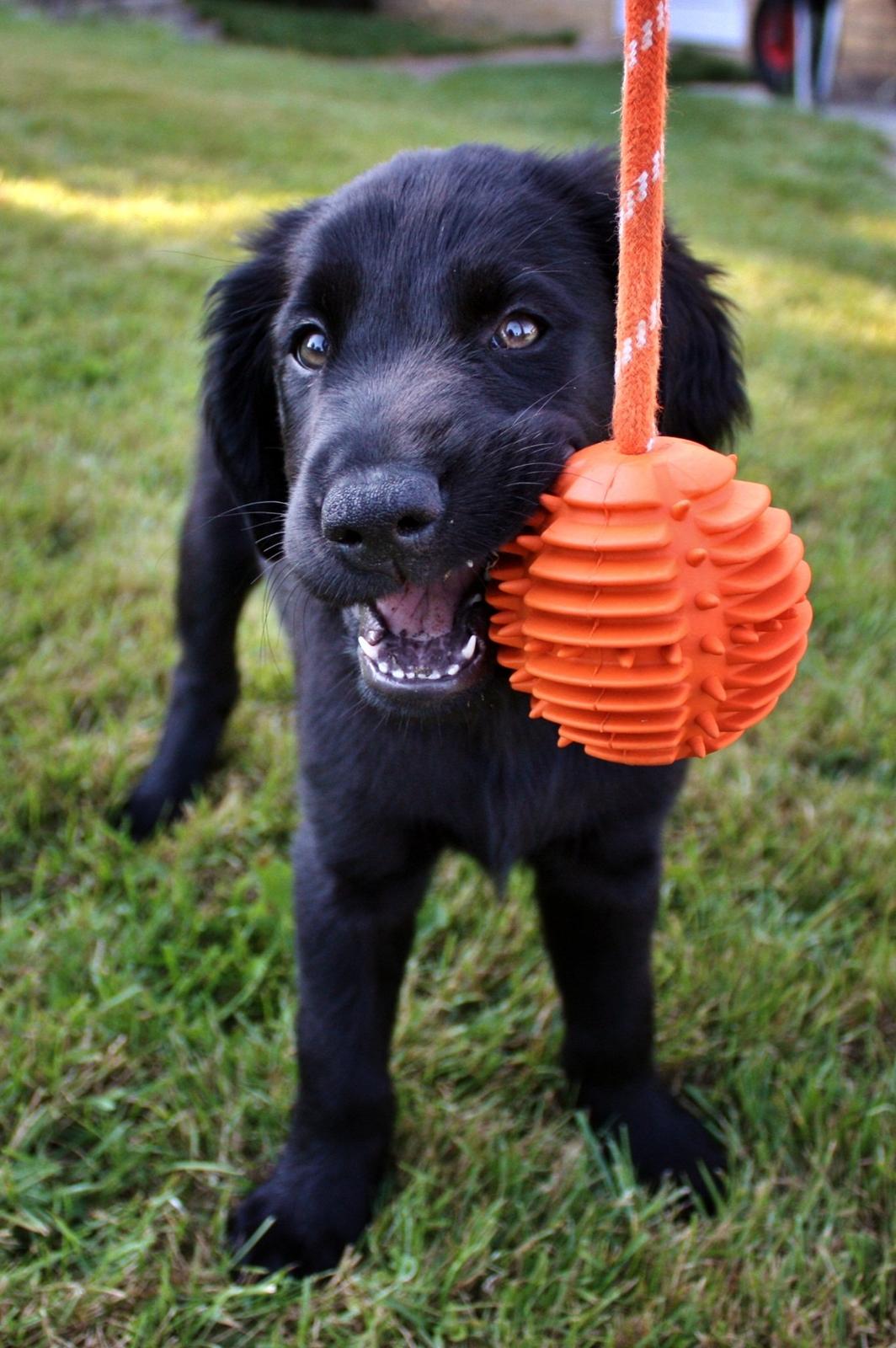 Blanding af racer Sia billede 19