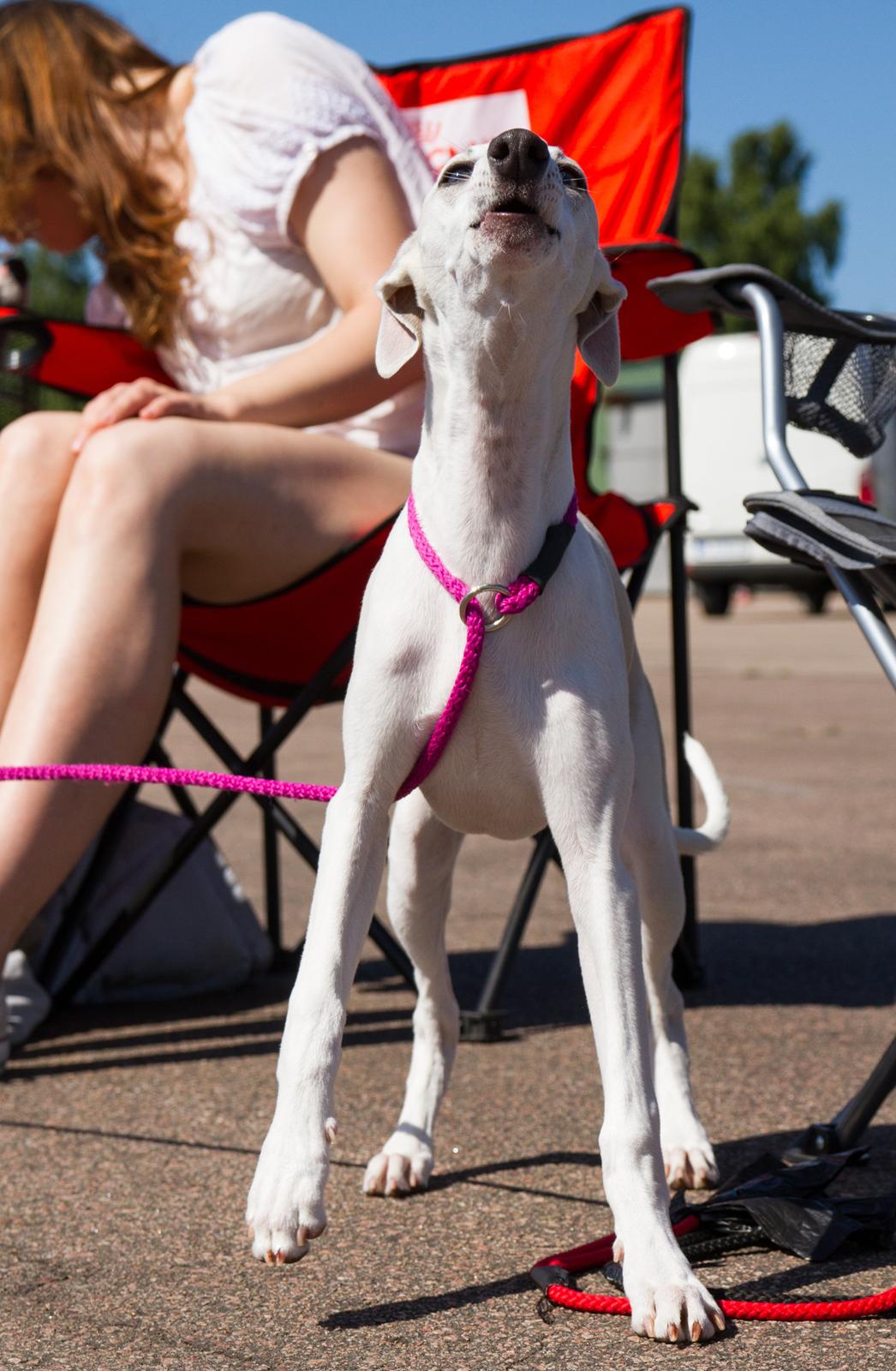 Whippet Kiwi - Juli 2013 billede 36