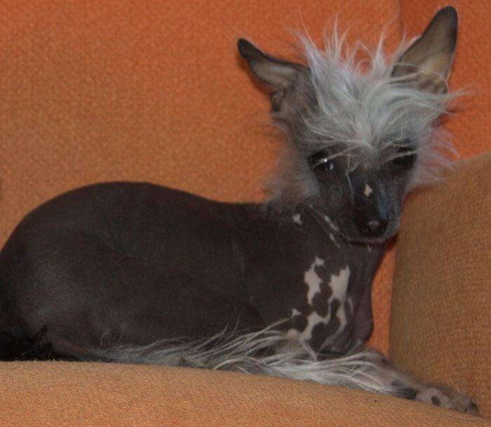 Chinese crested hårløs Tiny billede 2