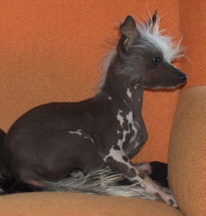 Chinese crested hårløs Tiny billede 3