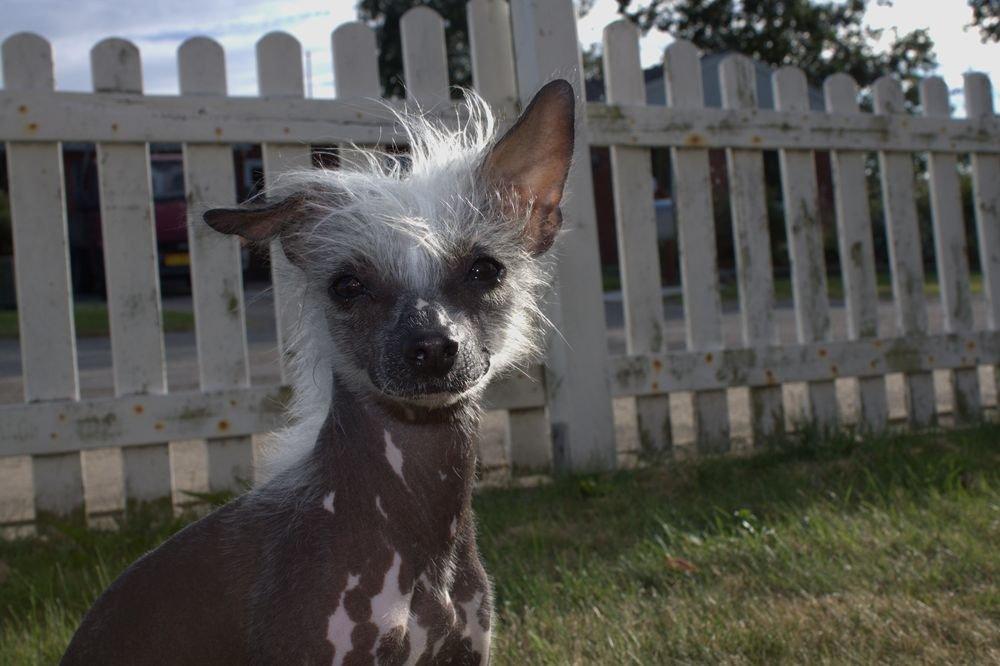 Chinese crested hårløs Tiny billede 1