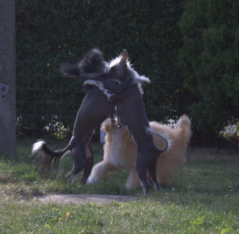 Chinese crested hårløs Tiny billede 4