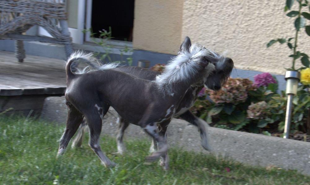 Chinese crested hårløs Tiny billede 5