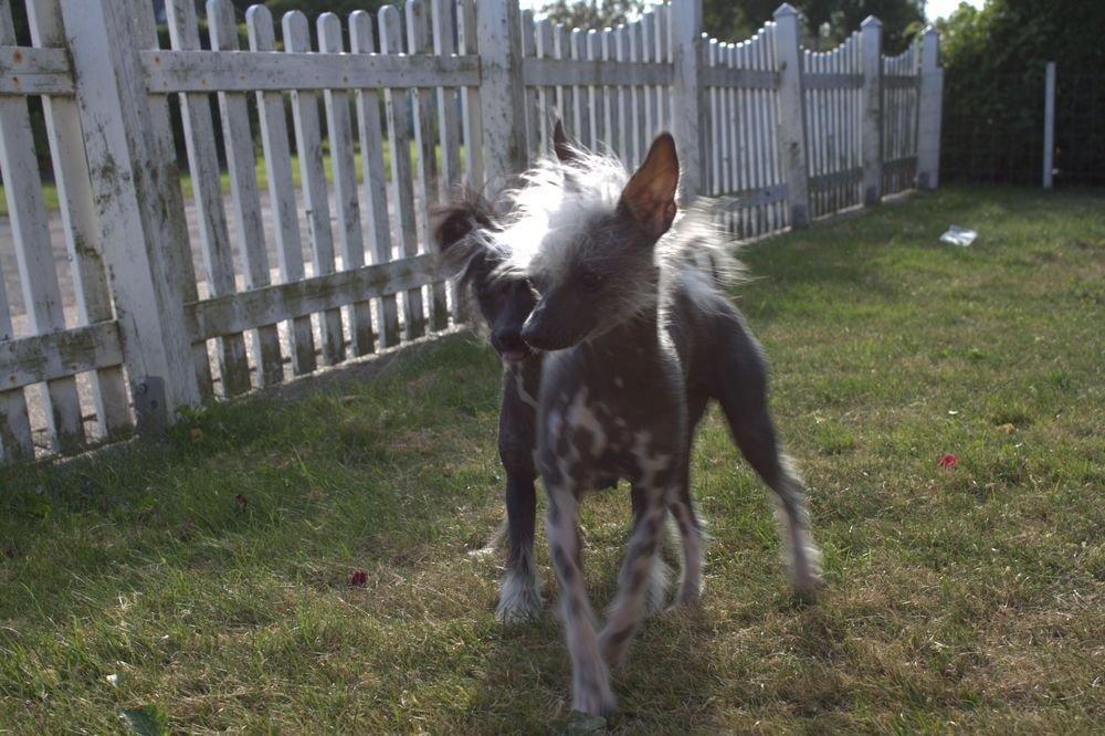 Chinese crested hårløs Tiny billede 6