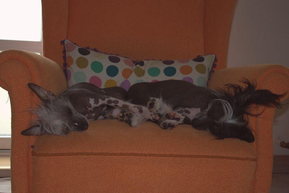 Chinese crested hårløs Tiny billede 7