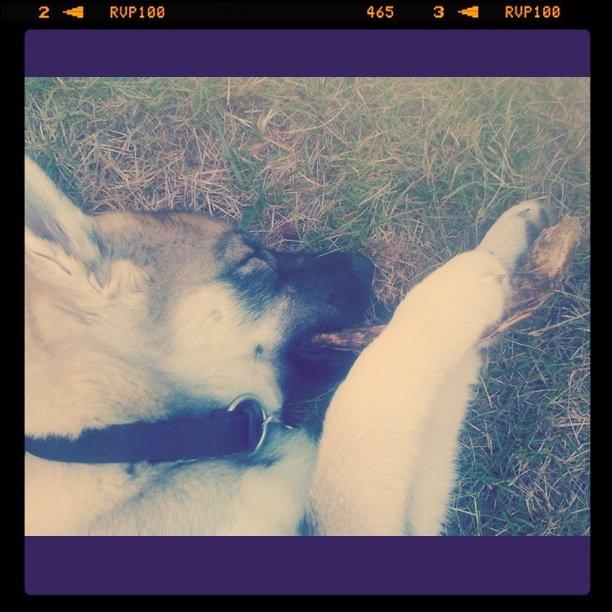 Siberian husky Wolf - Lille ulv er faldet i søvn med en pind i munden <3 billede 34