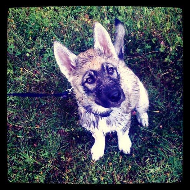 Siberian husky Wolf - Wolf efter en tur i vandet (12 uger) billede 32