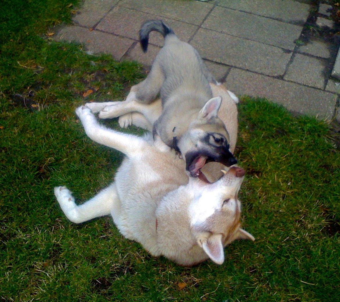 Siberian husky Wolf - Wolf (13 uger) og hans ven Nanna (malene og huskierne's hund) billede 31