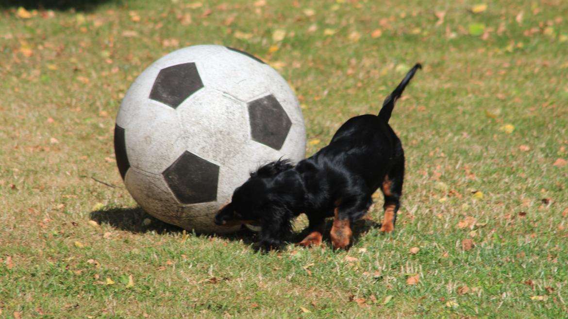Dværggravhund Vaks - Vaks 2013 billede 33