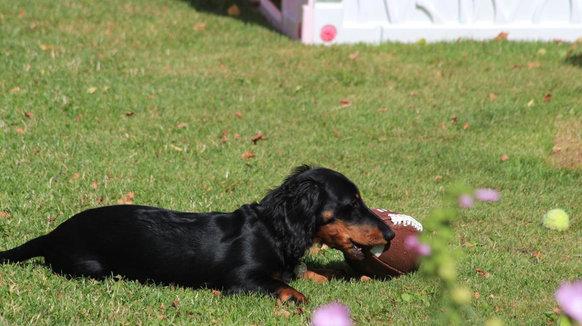 Dværggravhund Vaks billede 34