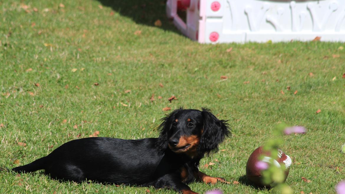 Dværggravhund Vaks billede 35