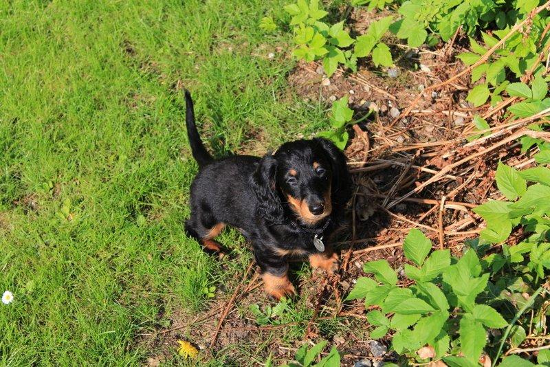 Dværggravhund Vaks billede 36