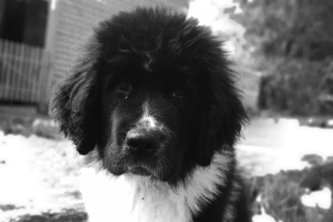 Newfoundlænder Ronja billede 3