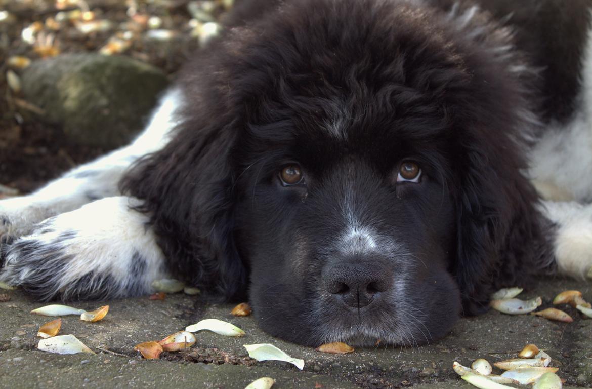 Newfoundlænder Ronja billede 1