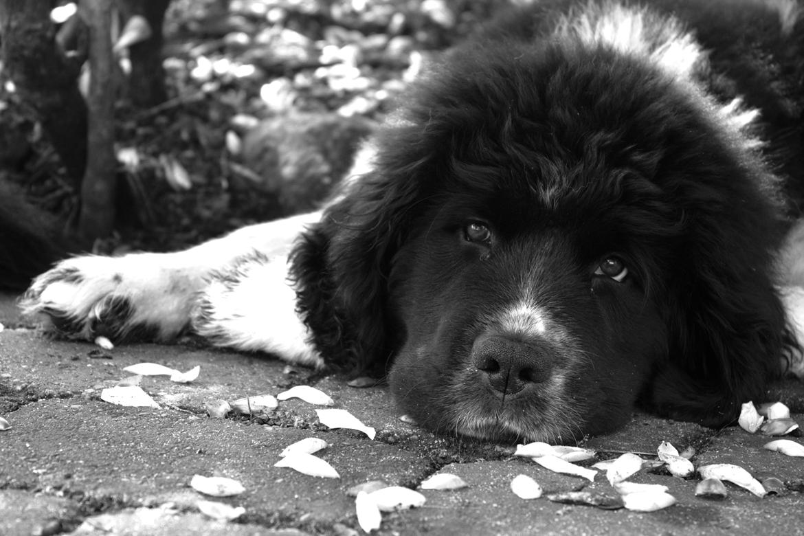 Newfoundlænder Ronja billede 4