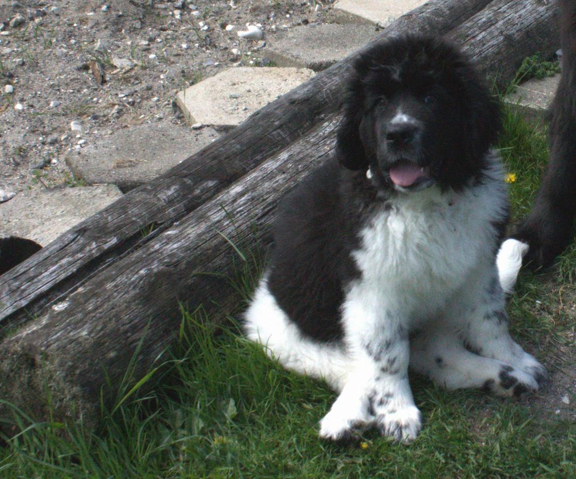 Newfoundlænder Ronja billede 2