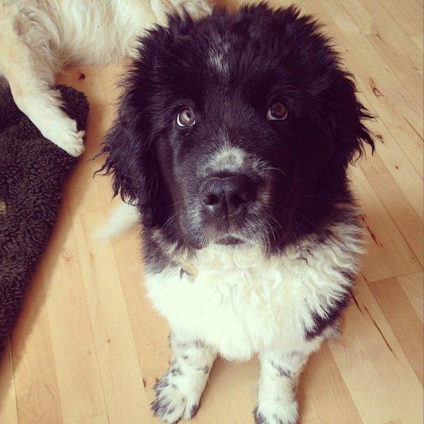 Newfoundlænder Ronja billede 5