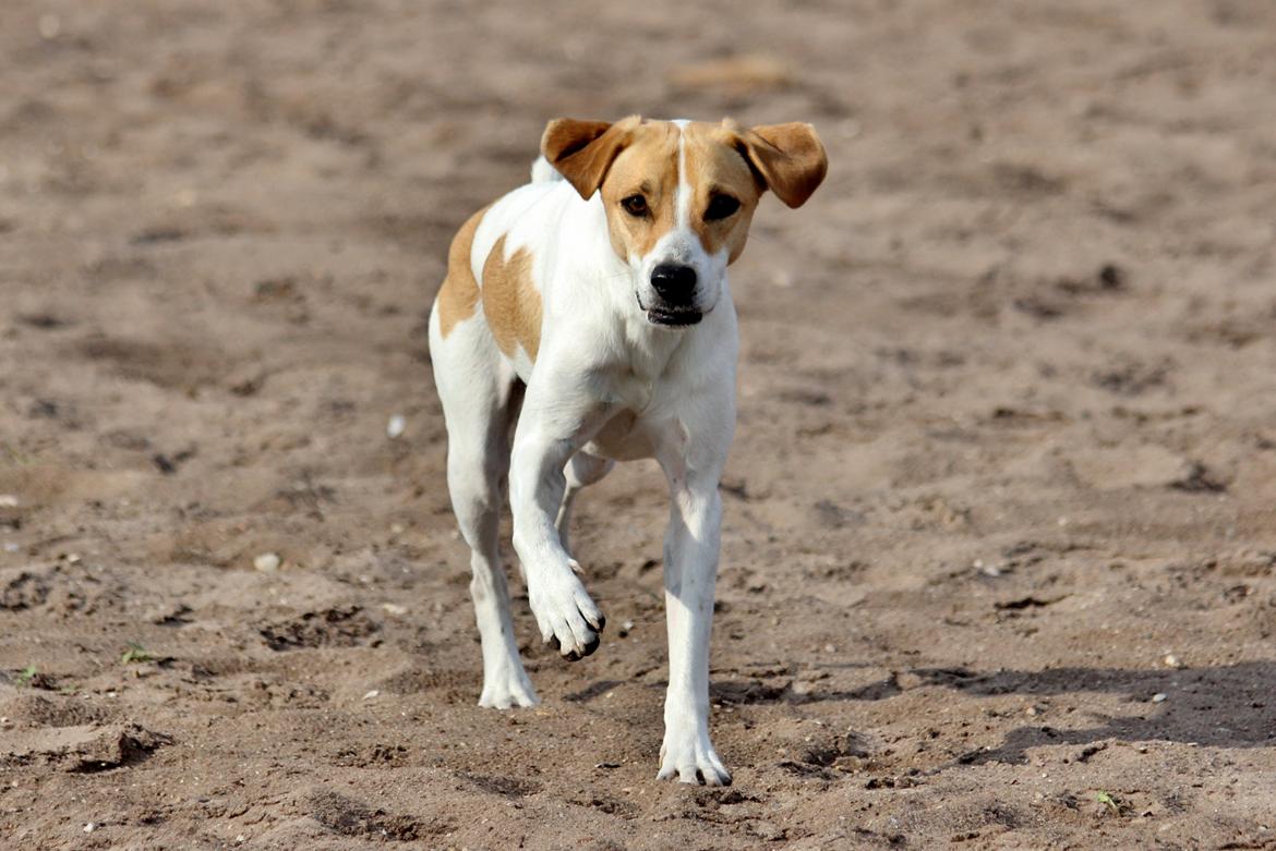 Blanding af racer Joey Moe billede 13