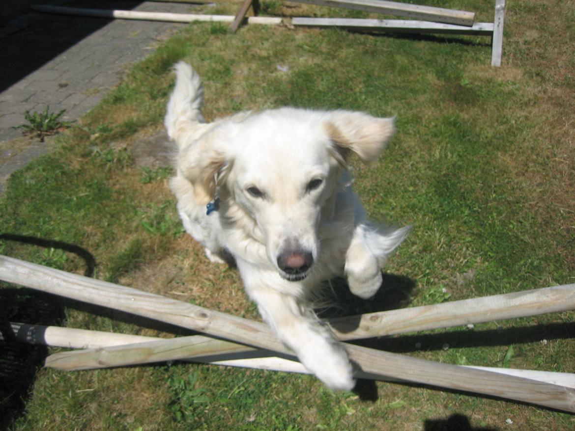 Golden retriever Charlie - Charlie i hopsa :) billede 4