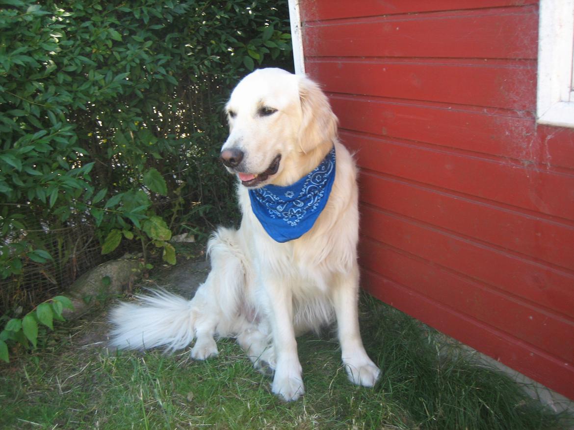 Golden retriever Charlie billede 11