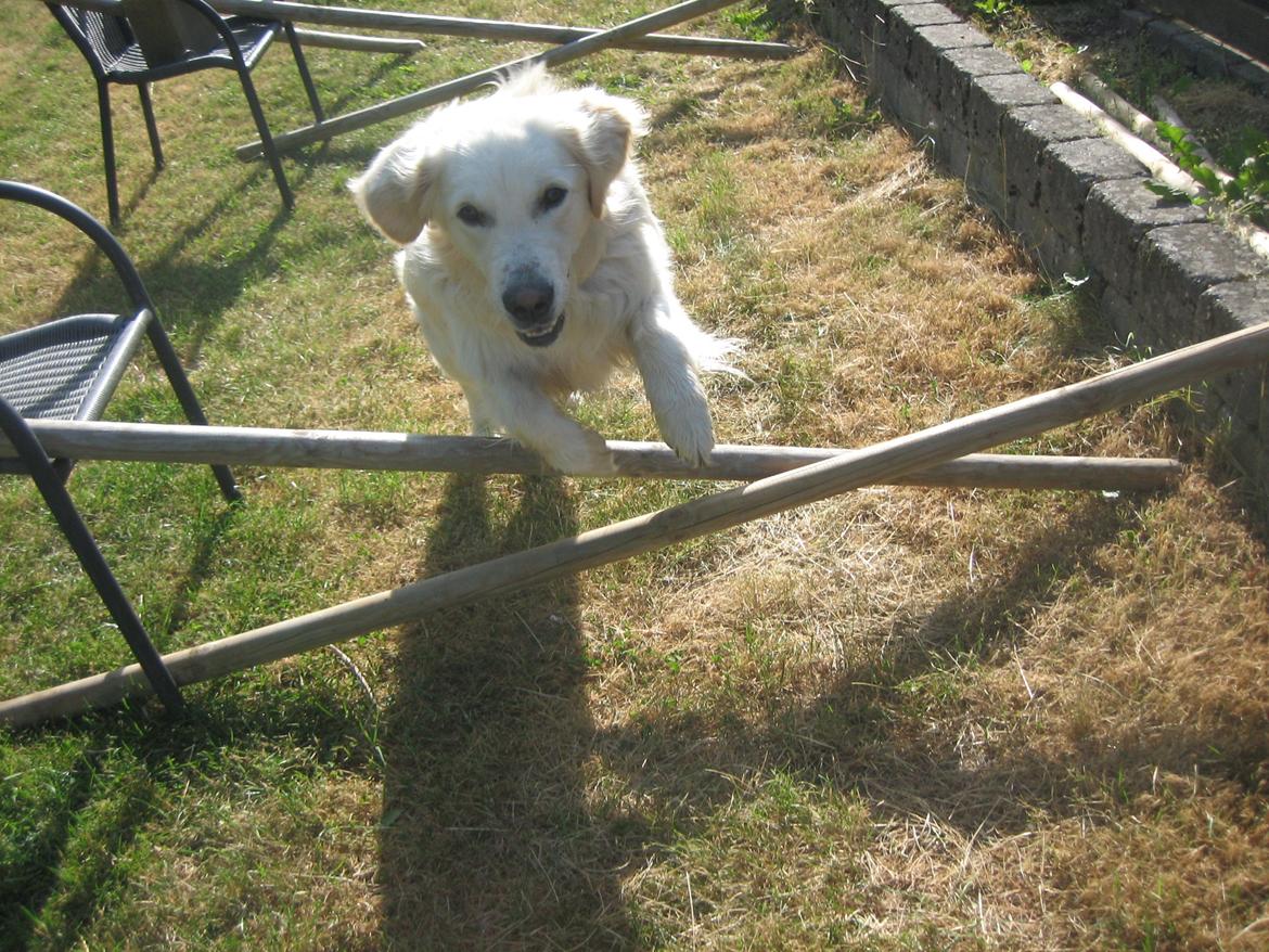 Golden retriever Charlie billede 12