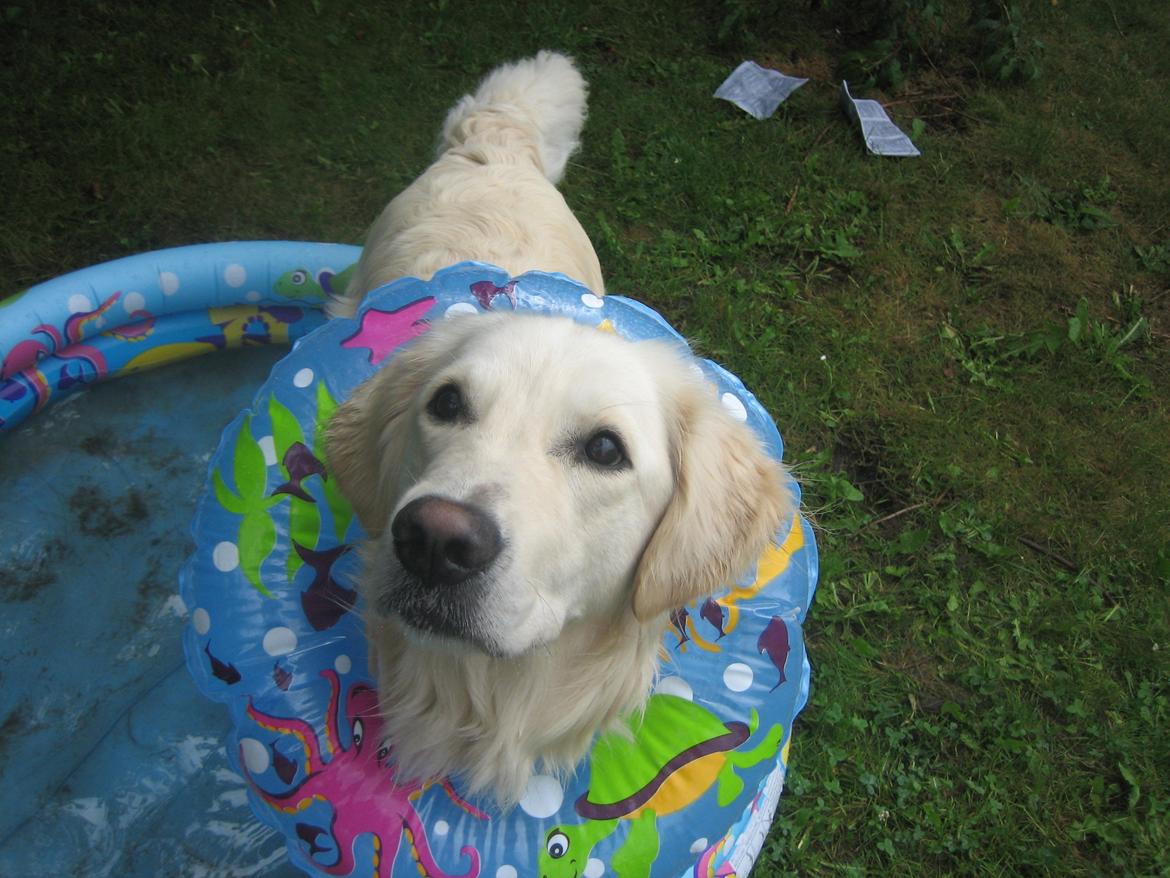 Golden retriever Charlie - Charlie i sit lille badebassin<3 billede 5