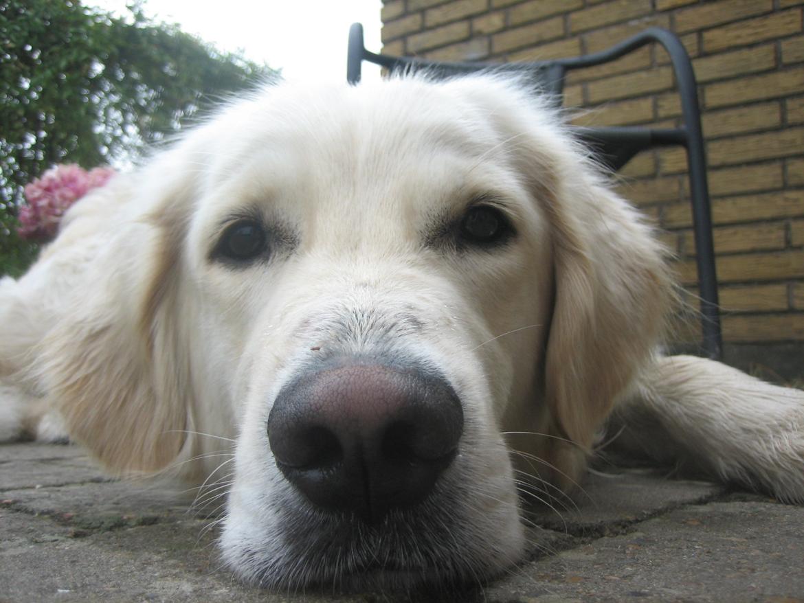 Golden retriever Charlie billede 13