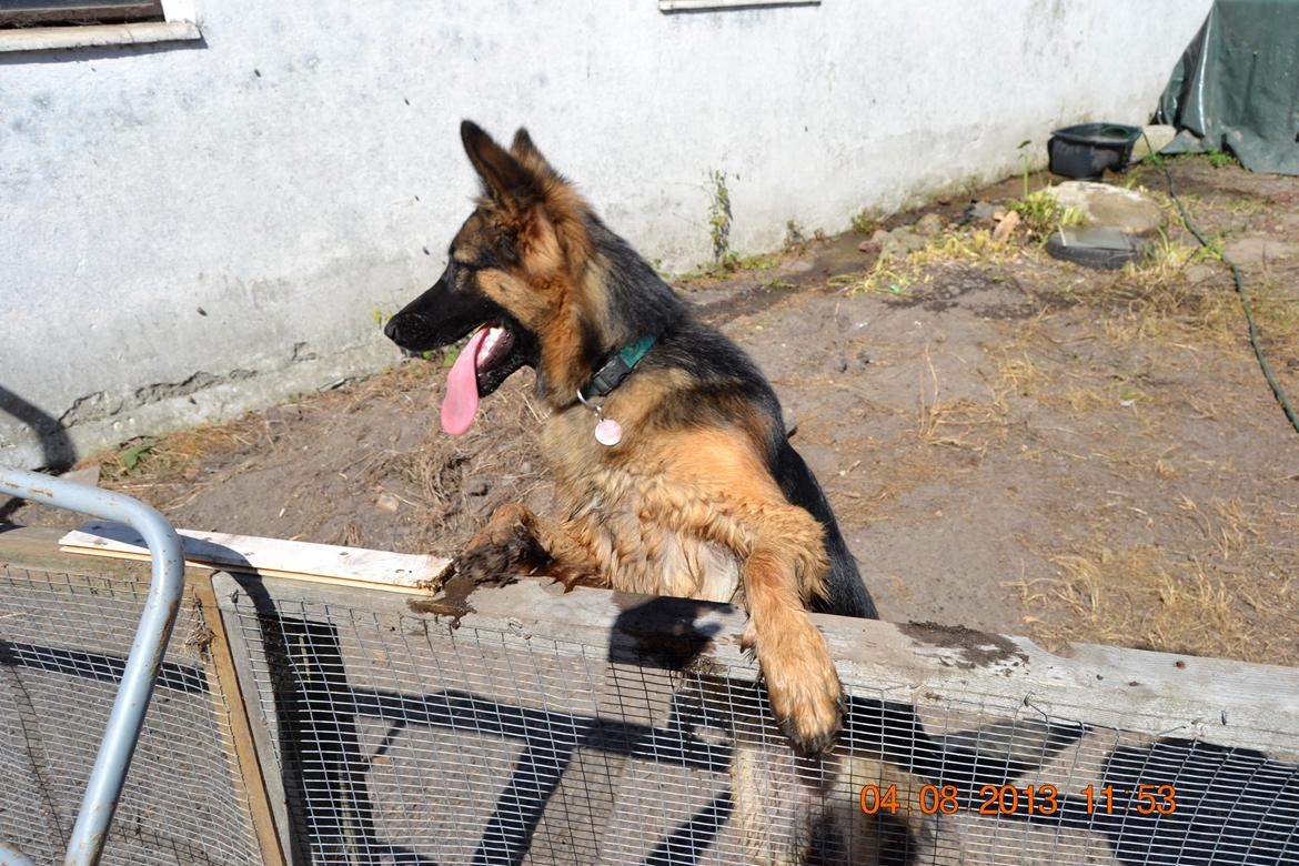 Schæferhund Sille død 2/3 2022  - Velkommen til Silles profil :-) billede 7