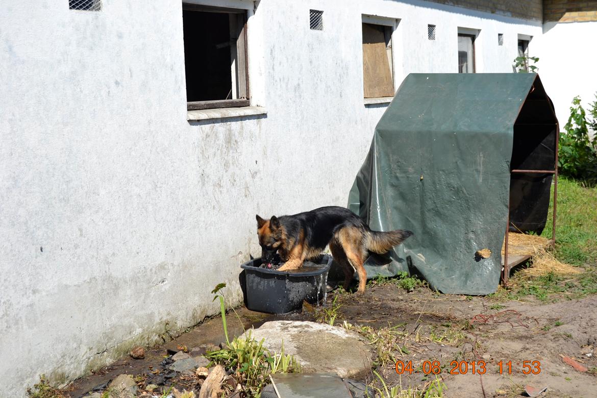 Schæferhund Sille død 2/3 2022  - YAS jeg har fået en vandbalje tak mor billede 13