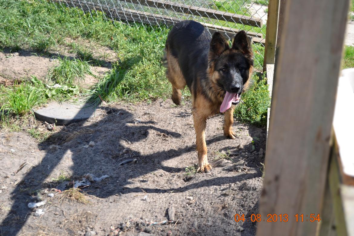 Schæferhund Sille død 2/3 2022  - jeg er bare så sød. Tak for kikket og gi mig en kometer når i nu er ved mig her inde alle sammen :-)  billede 14