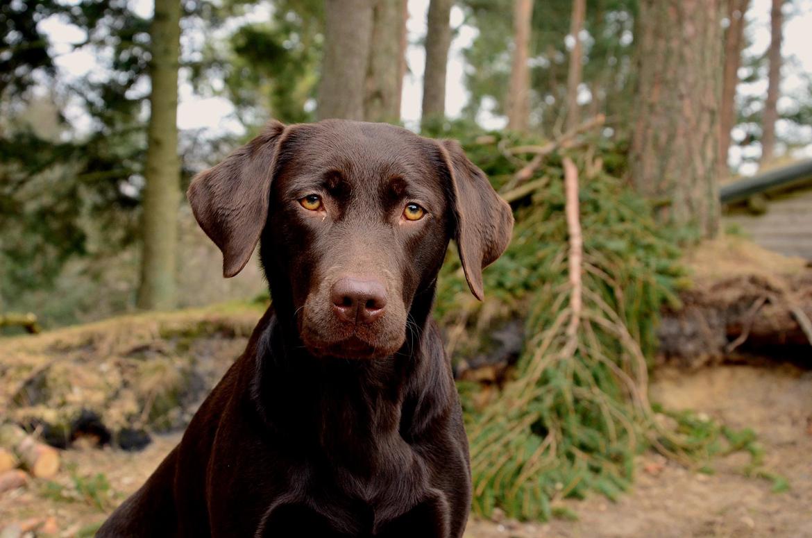 Labrador retriever Cocio billede 1