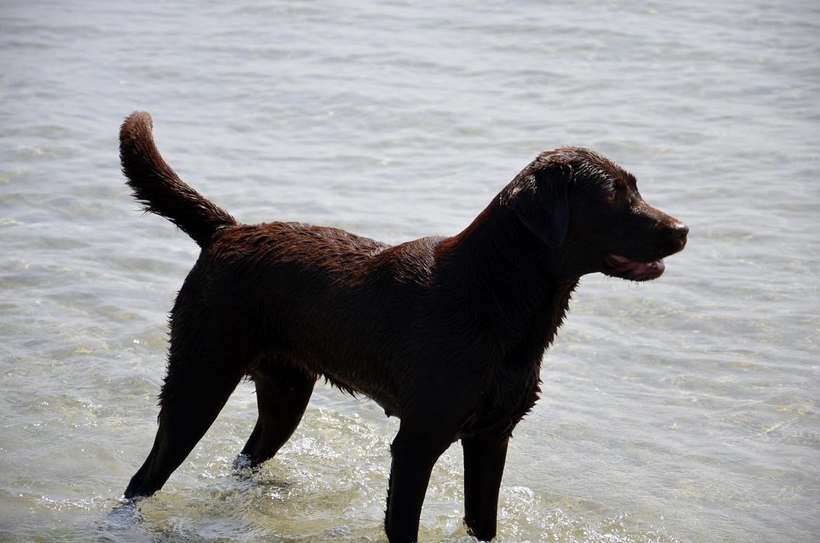 Labrador retriever Cocio billede 8