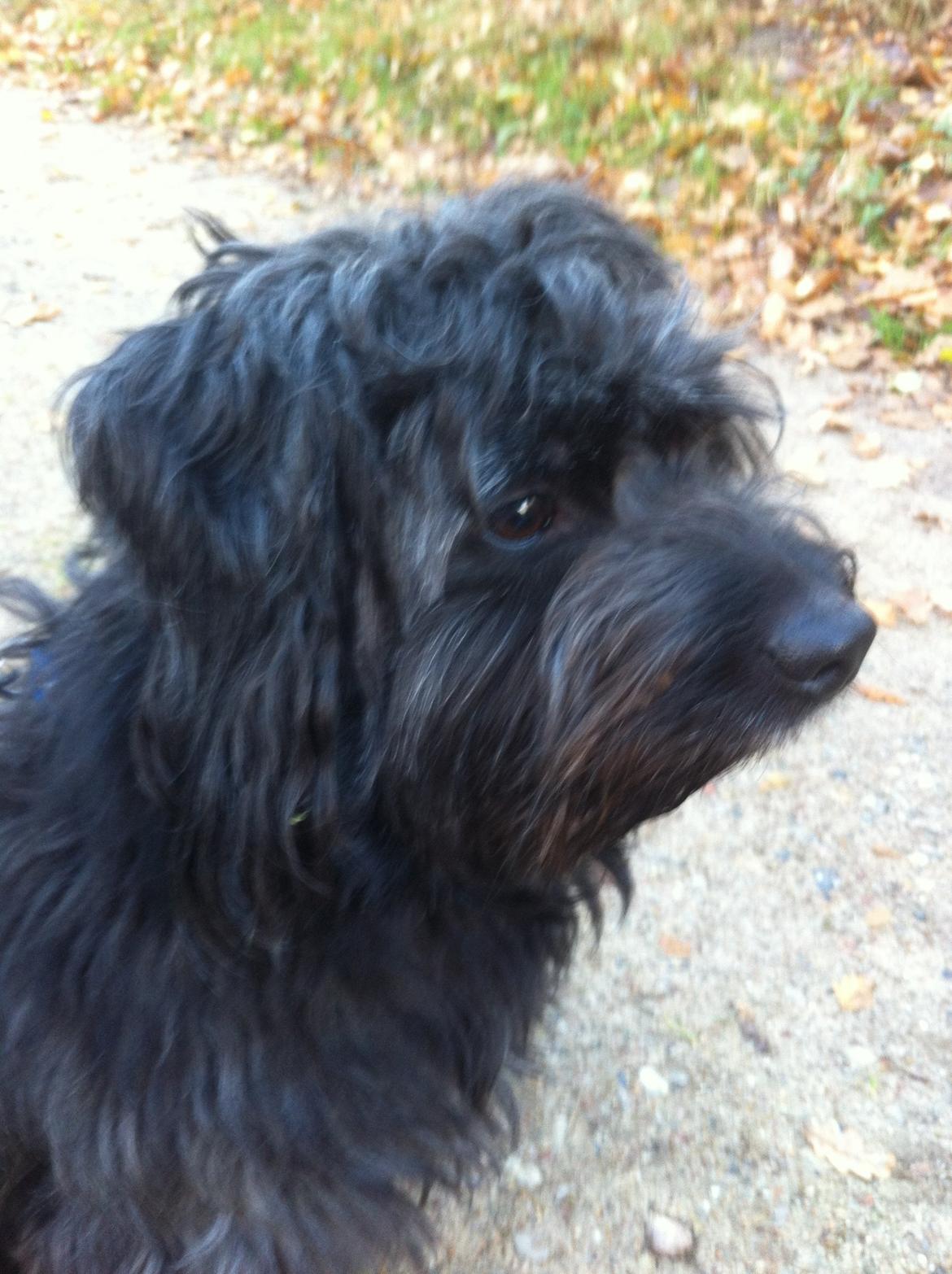 Blanding af racer Bølle billede 3