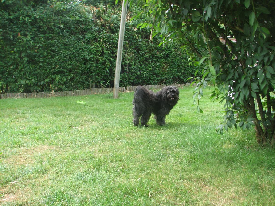 Blanding af racer Bølle billede 4