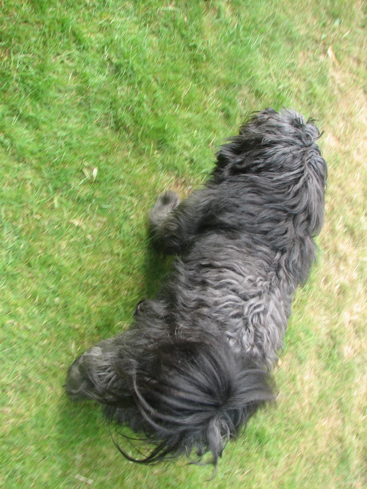 Blanding af racer Bølle billede 5