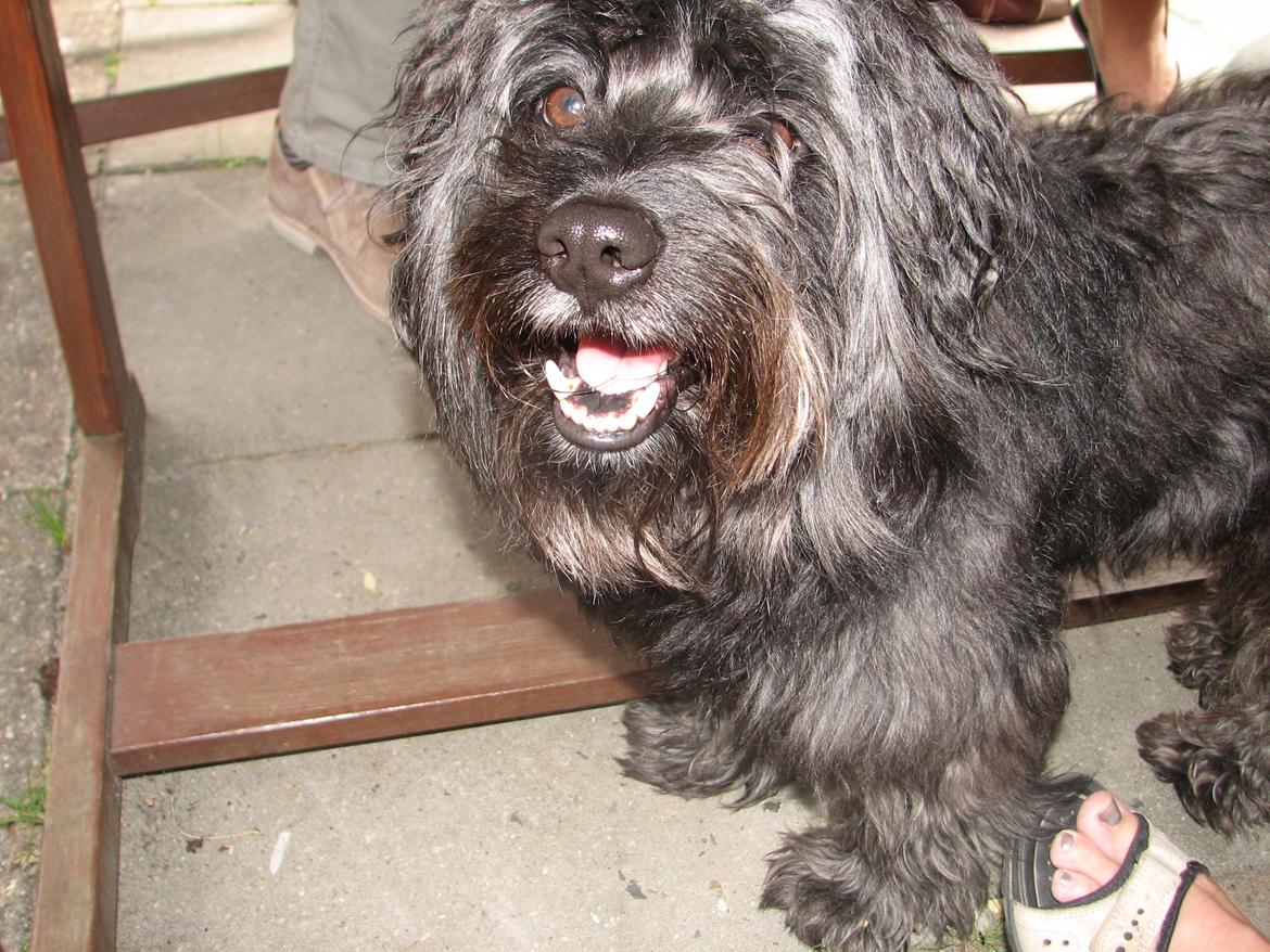 Blanding af racer Bølle billede 1