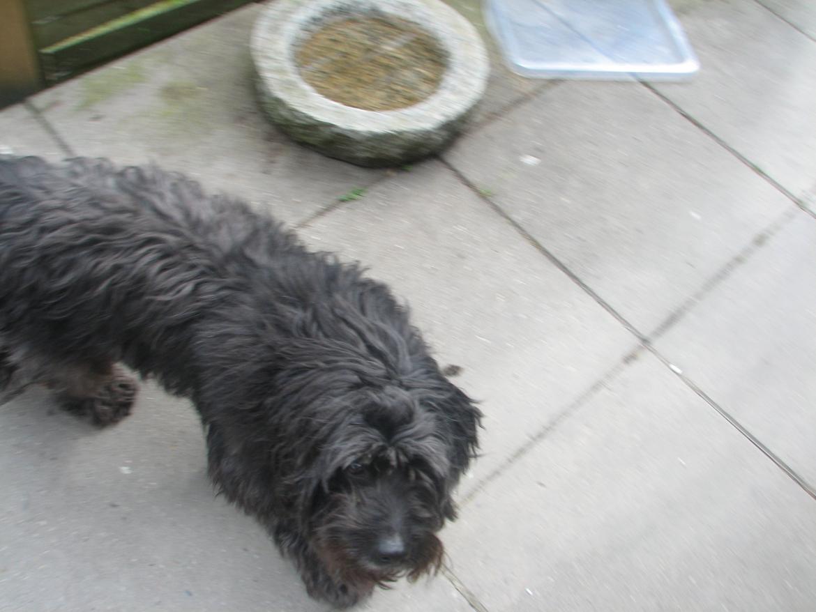 Blanding af racer Bølle billede 6