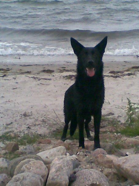 Schæferhund Molli  billede 2