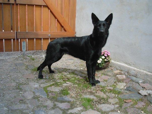 Schæferhund Molli  billede 4