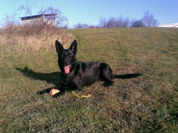 Schæferhund Molli  billede 5
