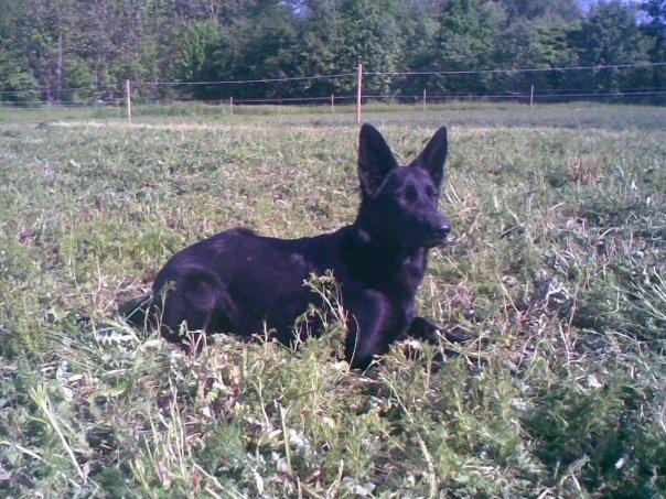 Schæferhund Molli  billede 6