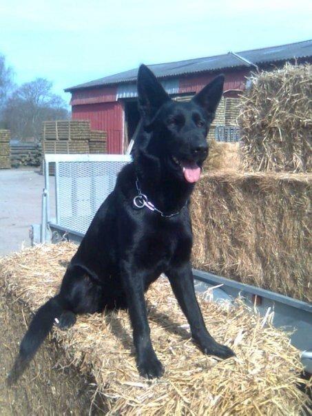 Schæferhund Molli  billede 9