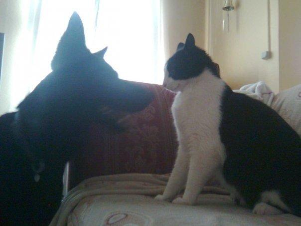 Schæferhund Molli  billede 11